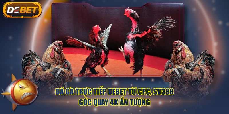 Đá gà trực tiếp DEBET từ CPC, SV388, góc quay 4K ấn tượng